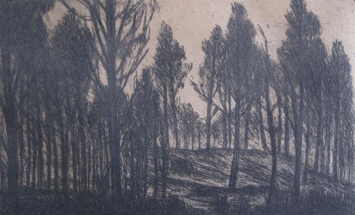 Bosque quemado