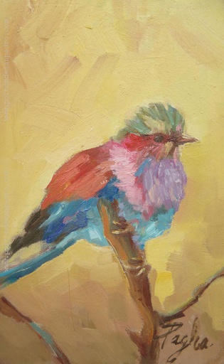 Pajarito IV