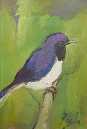 Pajarito