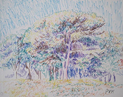 Bosque V