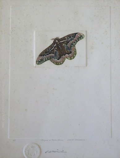 Mariposa de Piedras Blancas